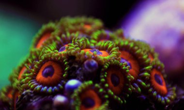 Zoanthus polip kolonisinde yakın atış akvaryum çekim