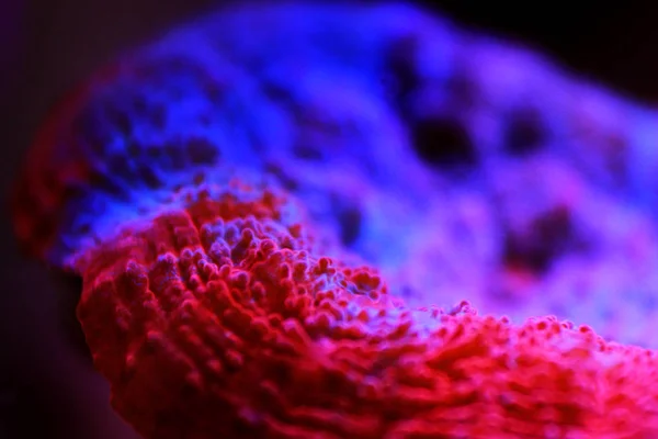 Кольори Коралових Сцен Рифовому Акваріумі — стокове фото