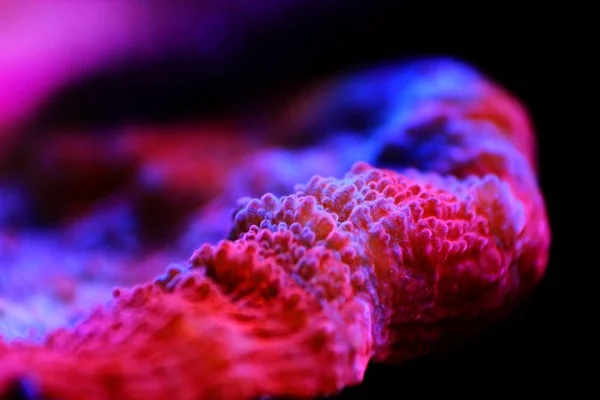 Chalice Coral Escena Colores Acuario Arrecife — Foto de Stock