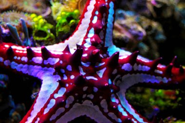 Kırmızı düğme Sea Star (Protoreaster linckii)