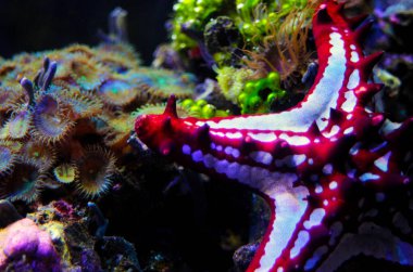 Kırmızı düğme Sea Star (Protoreaster linckii)