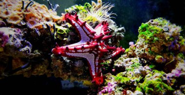 Kırmızı düğme Sea Star (Protoreaster linckii)