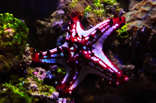 Červený Knoflík Sea Star Protoreaster Linckii — Stock fotografie