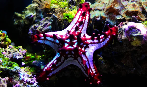 Rode Knop Sea Star Protoreaster Linckii — Stockfoto