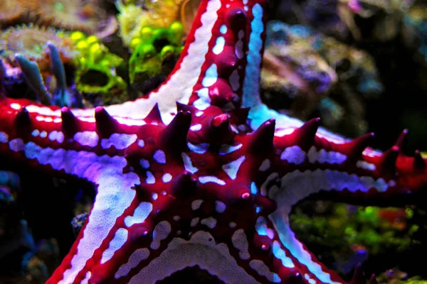 Botão Red Sea Star Protoreaster Linckii — Fotografia de Stock