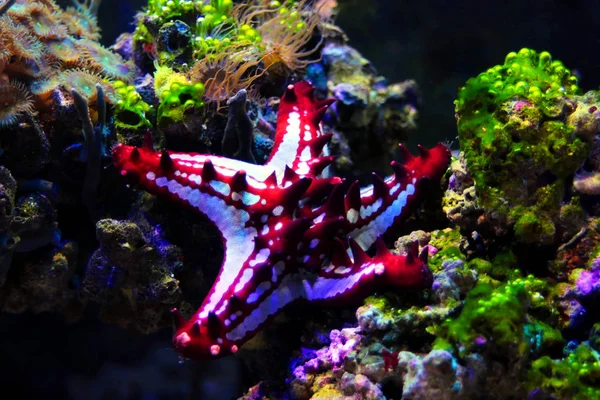 Botão Red Sea Star Protoreaster Linckii — Fotografia de Stock