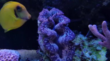 mercan aqaurium tank Tridacna Maxima midye 4 k video klip 