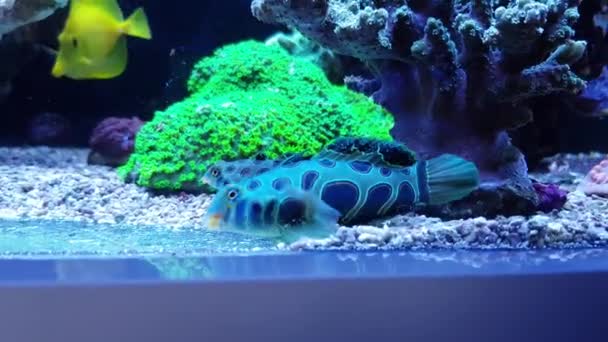 サンゴ礁の水族館でグリーン Spooted マンダリン魚 — ストック動画