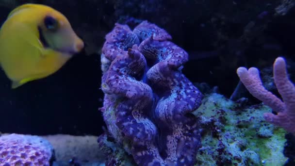 Video Clip Della Vongola Tridacna Maxima Nella Vasca Aqaurium Della — Video Stock