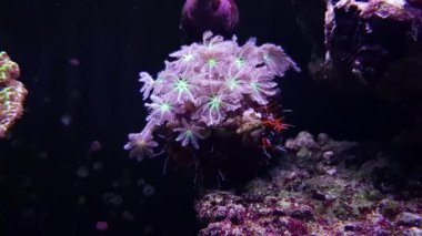 İğnelik Urchin, tüylü - (clavularia eldiven polipler ile ele Tripneustes gratilla)