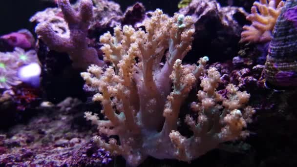 Árbol Kenia Coral Blando Acuario Arrecife — Vídeos de Stock