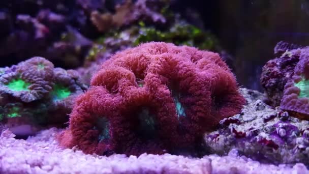 Video Clip Blastomussa Lps Colorful Coral Blastomussa Wellsi — Stock Video