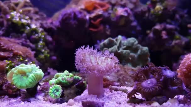 Niesamowite Kolorowy Koral Rafa Akwarium Czołgów — Wideo stockowe