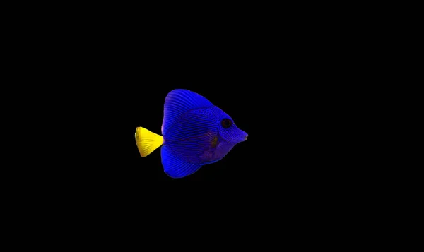 Purple Tang Zebrasoma Xanthurum — Stock Photo, Image