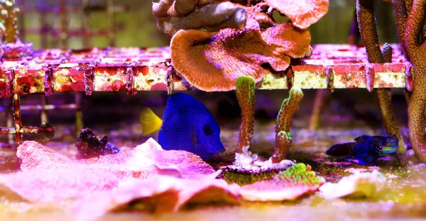 Paarse Tang Zebrasoom Xanthurum — Stockfoto