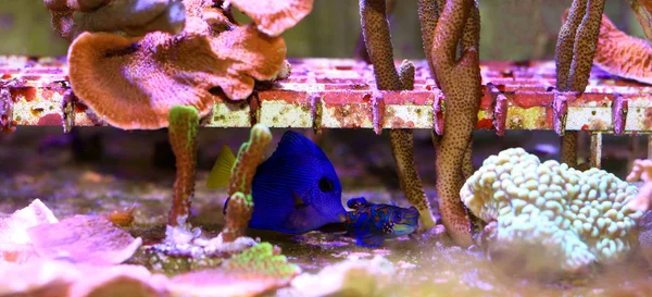 Purple Tang Zebrasoma Xanthurum — Stock Photo, Image