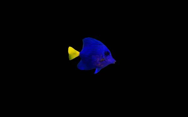 Purple Tang Zebrasoma Xanthurum — Stock Photo, Image