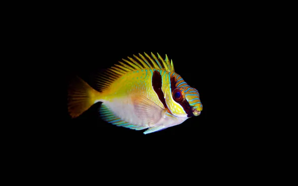 Dois Rabbitfish Barrado Siganus Virgatus — Fotografia de Stock