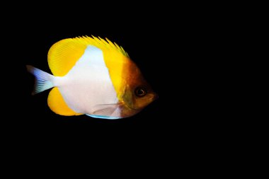 Yellow Pyramid Butterflyfish - (Hemitaurichthys polylepis) clipart
