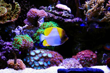 Sarı piramit Butterflyfish - (Hemitaurichthys polylepis)