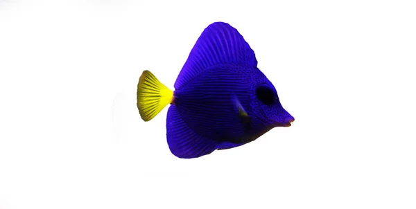 Purple Tang Zebrasoma Xanthurum — Stock Photo, Image