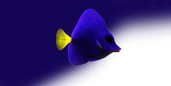 Purple Tang Zebrasoma Xanthurum — Stock fotografie