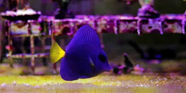 Purple Tang Zebrasoma Xanthurum — Stock fotografie