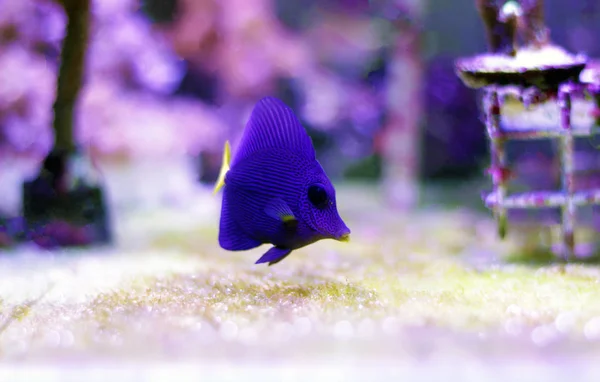 Purple Tang Zebrasoma Xanthurum — Stock fotografie