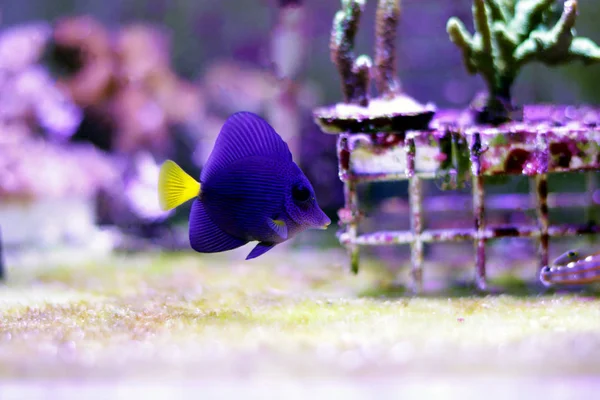 Фіолетовий Тан Zebrasoma Xanthurum — стокове фото