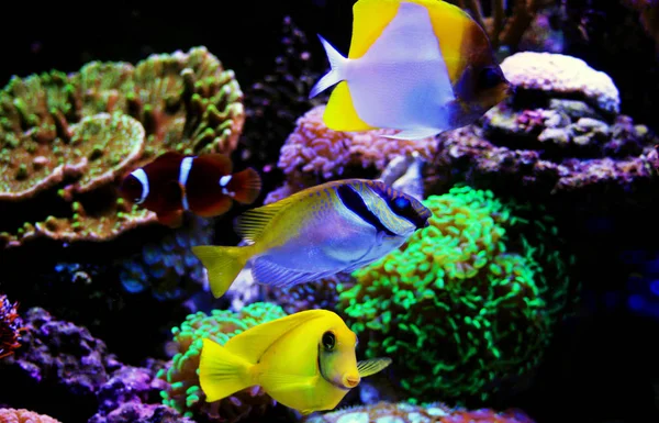 Морські Риби Уві Сні Кораловий Акваріумний Бак — стокове фото
