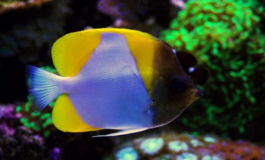 Sarı piramit Butterflyfish - (Hemitaurichthys polylepis) 