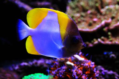 Sarı piramit Butterflyfish - (Hemitaurichthys polylepis) 