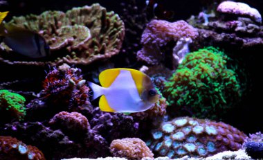 Sarı piramit Butterflyfish - (Hemitaurichthys polylepis) 