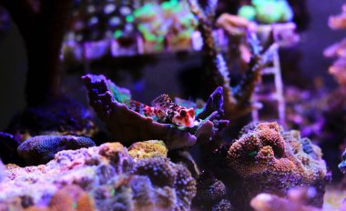 Kırmızı dragonet balık içinde mercan resif akvaryum 