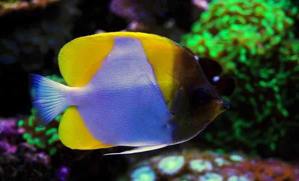 Yellow Pyramid Butterflyfish Hemitaurichthys Polylepis — Stock Photo, Image