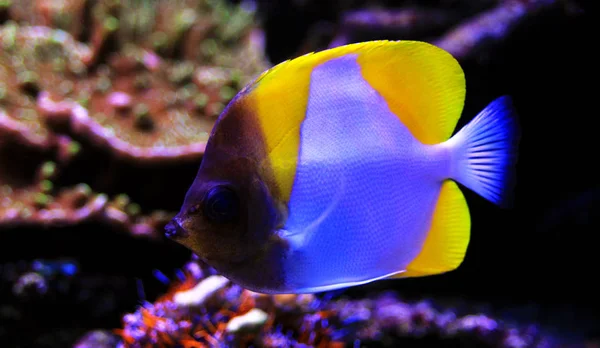 Yellow Pyramid Butterflyfish Hemitaurichthys Polylepis — Stock Photo, Image