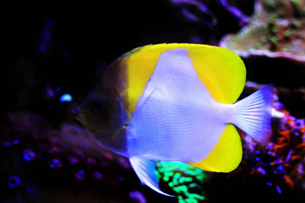 Sarı Piramit Butterflyfish Hemitaurichthys Polylepis — Stok fotoğraf