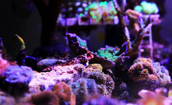 Red Dragonet Fish Coral Reef Aquarium — Stock Photo, Image