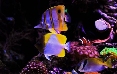 Tropical fishes in saltwater dream coral aquarium tank clipart