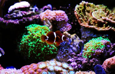 Altın pul Maroon palyaço balığı - Premnas biaculeatus