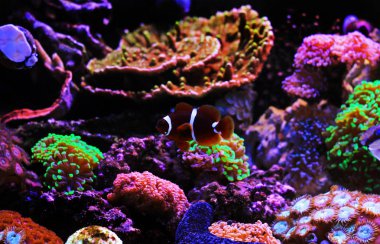 Altın pul Maroon palyaço balığı - Premnas biaculeatus