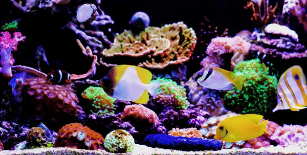 Peixes Tropicais Água Salgada Sonho Coral Aquário Tanque — Fotografia de Stock