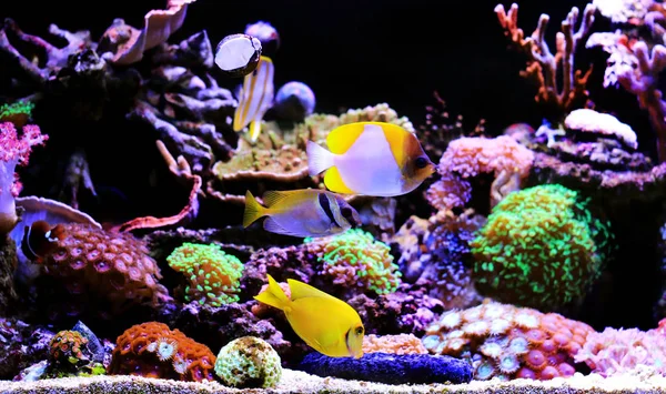 Peces Tropicales Agua Salada Sueño Acuario Coral Tanque — Foto de Stock