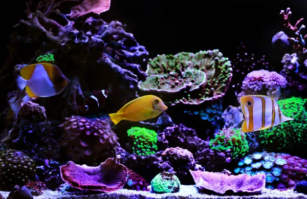 Pesci Tropicali Acquario Corallo Sogno Acqua Salata — Foto Stock