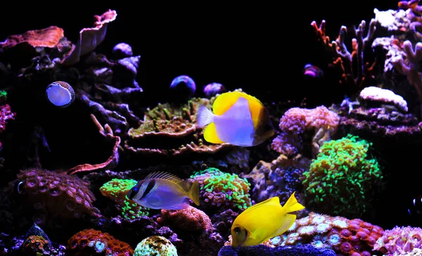 Poissons Tropicaux Dans Aquarium Corallien Rêve Eau Salée — Photo