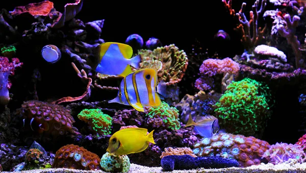 Poissons Tropicaux Dans Aquarium Corallien Rêve Eau Salée — Photo
