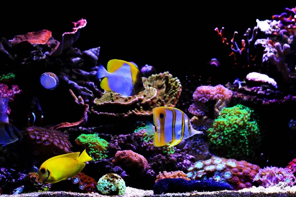 Pesci Tropicali Acquario Corallo Sogno Acqua Salata — Foto Stock