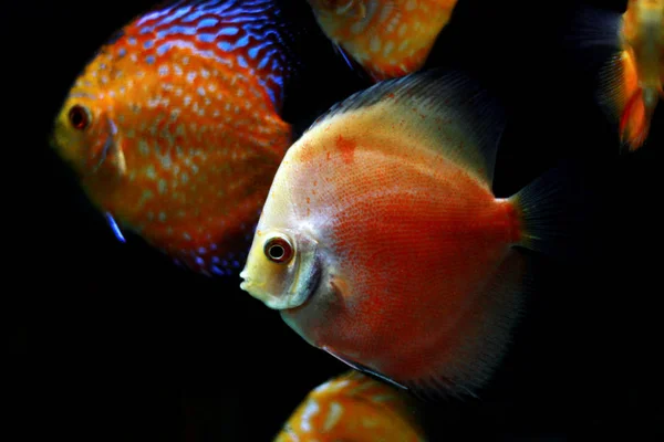 Pesce Rosso Marlboro Discus Symphysodon — Foto Stock