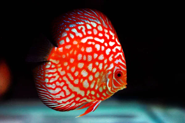 Galamb Vér Discus Hal Symphysodon — Stock Fotó