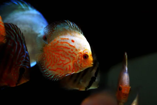 비둘기 물고기 심포니 바삭바삭 — 스톡 사진